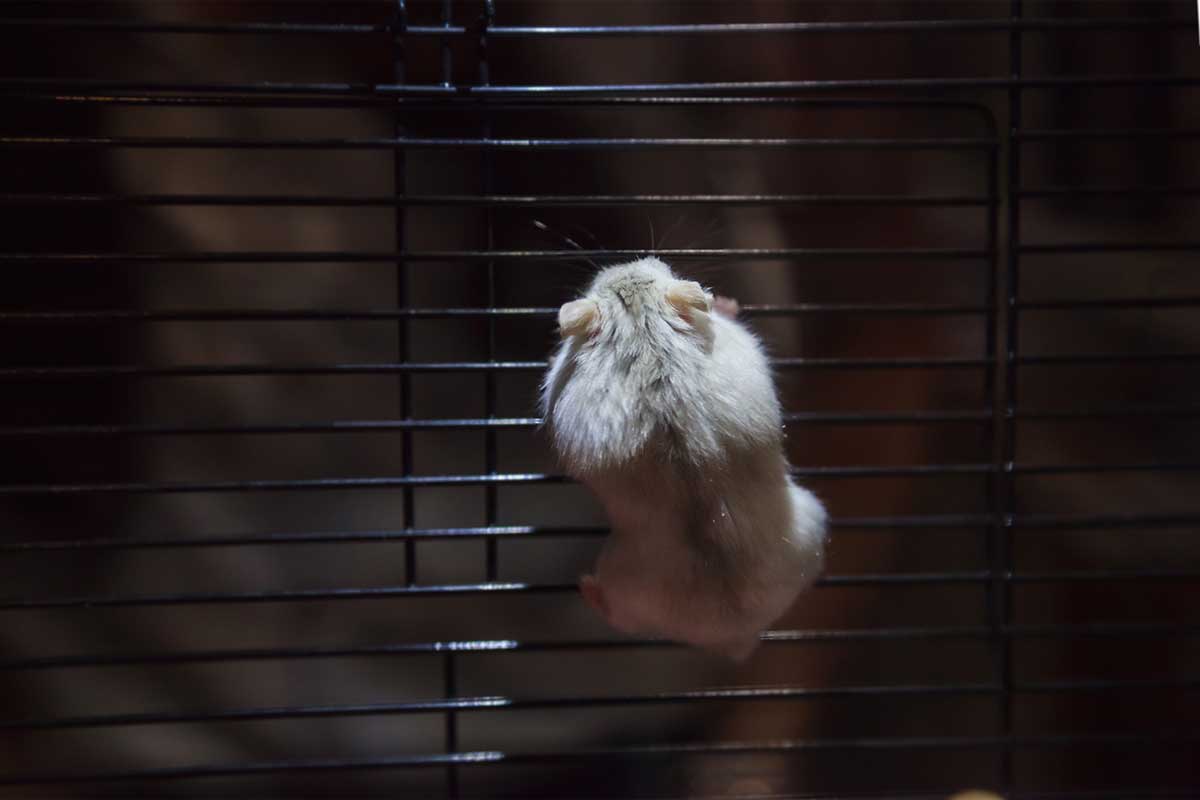 Should You Cover Your Hamster's Cage At Night?