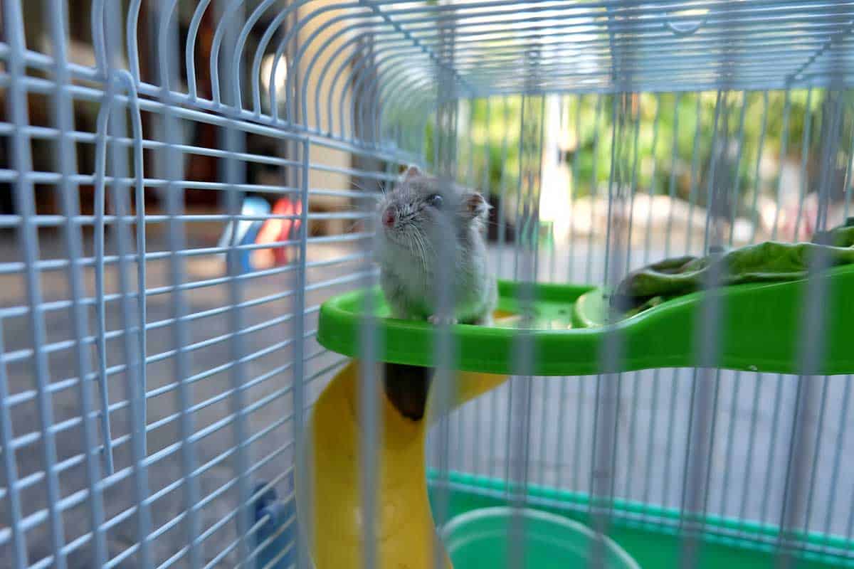 The Complete Hamster Cage Maintenance Guide