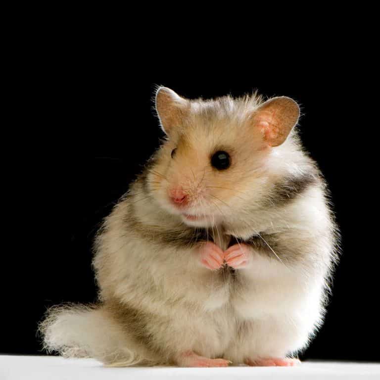 The Ultimate Hamsters Breeds Guide