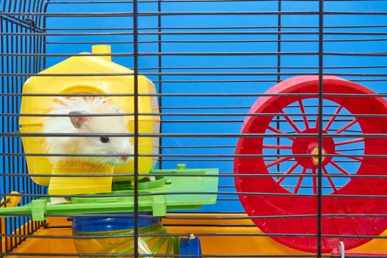 What Should You Put In A Hamster Cage?