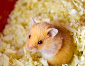 What’s the Best Bedding for Your Hamster’s Cage?