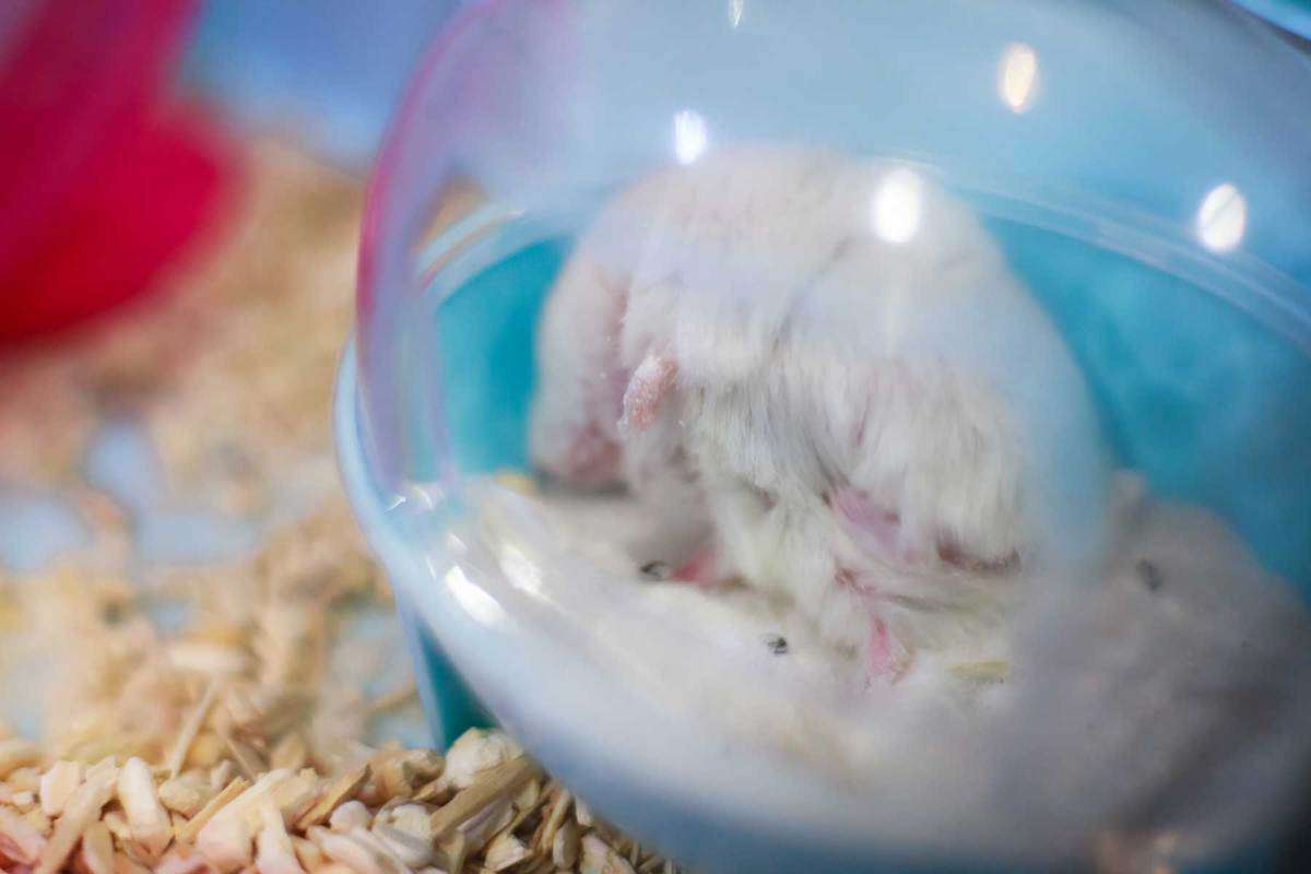 A Winter White Dwarf Hamster rolling and cleaning itself on a pet friendly sanitary sand
