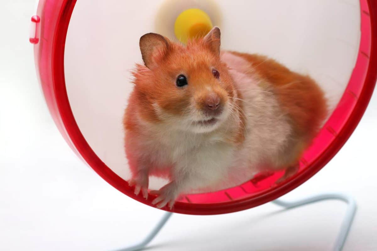 Hamster playing on exercise wheel