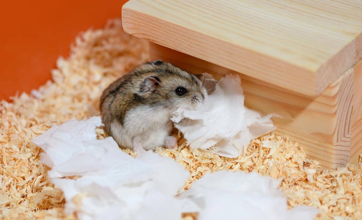 Hamster with the piece of paper in its mouth is sitting next to the wooden house in the cage