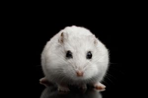 Read more about the article Are Hamsters Nocturnal?