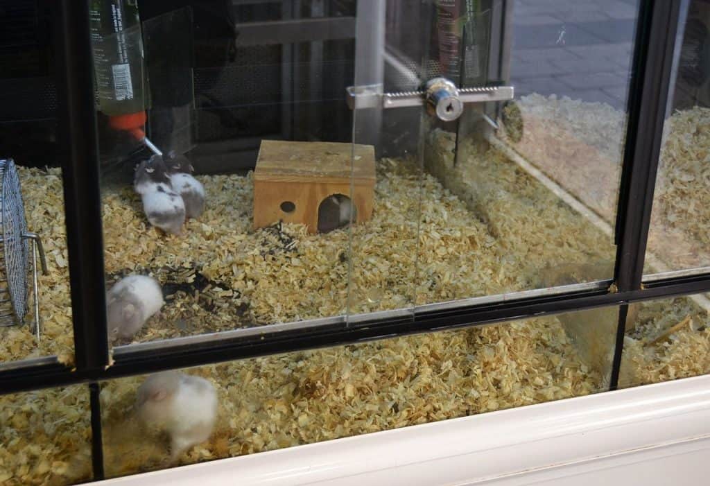 Hamsters in a Pet Store