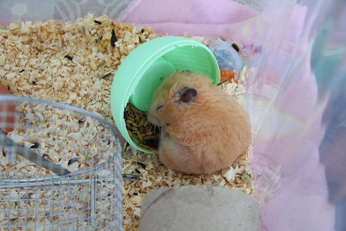 Orange syrian hamster sleeps in its own feeder