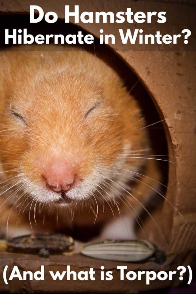 Do Hamsters Hibernate in Winter? (And what is Torpor?)