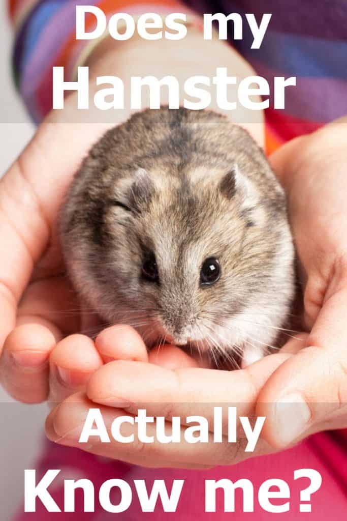 Does my Hamster Actually Know Me?