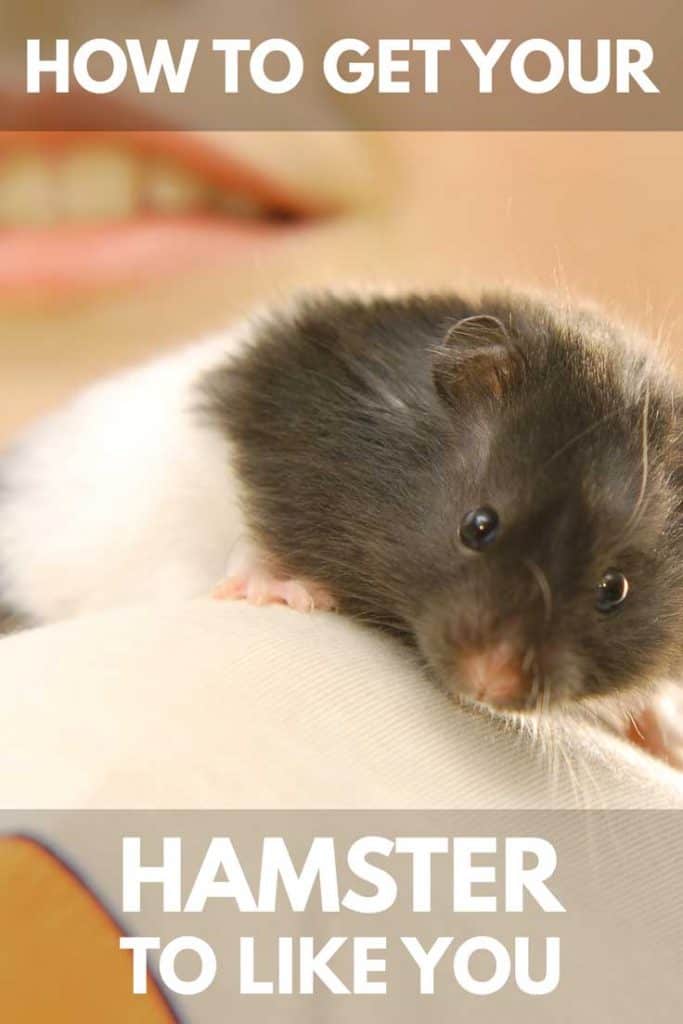 How To Get Your Hamster To Like You