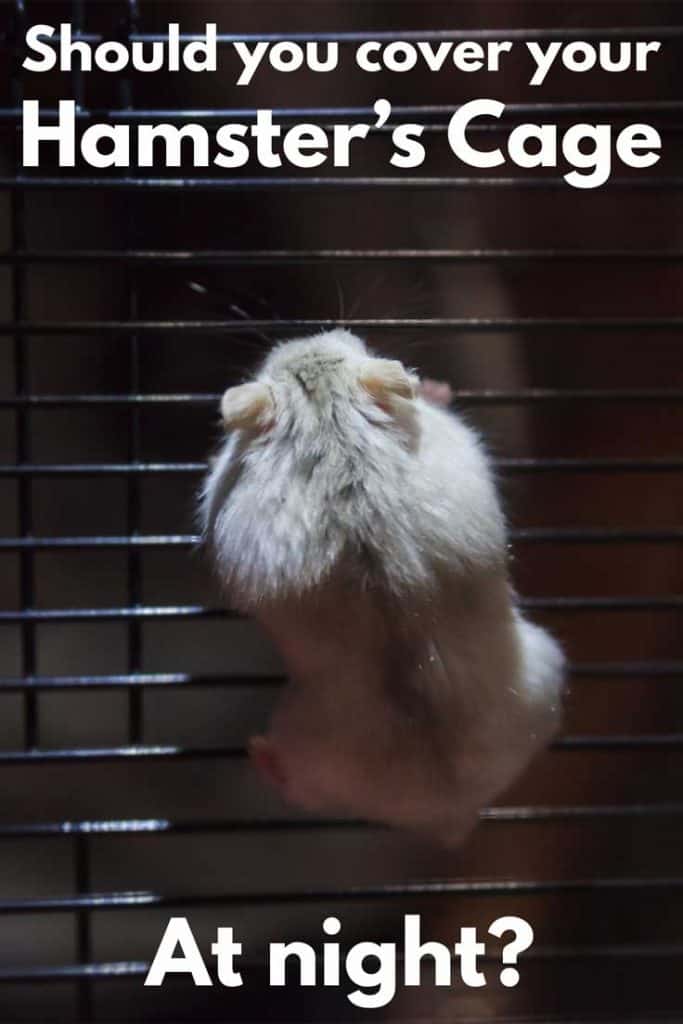 Should You Cover Your Hamster's Cage At Night?