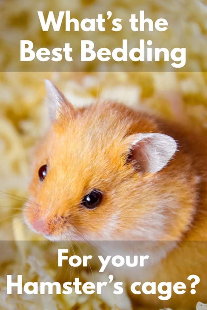 What’s the Best Bedding for Your Hamster’s Cage