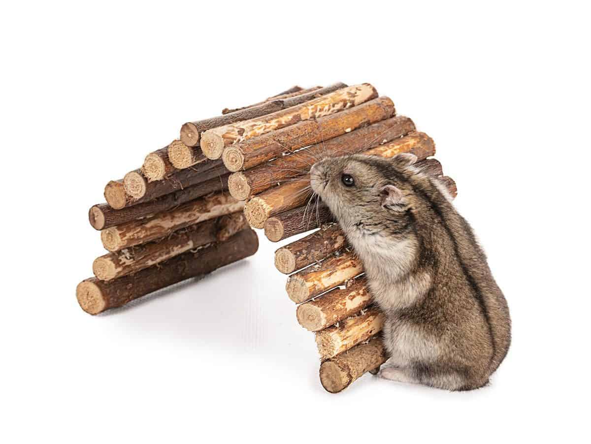 Portrait of a grey hamster on a wooden bridge