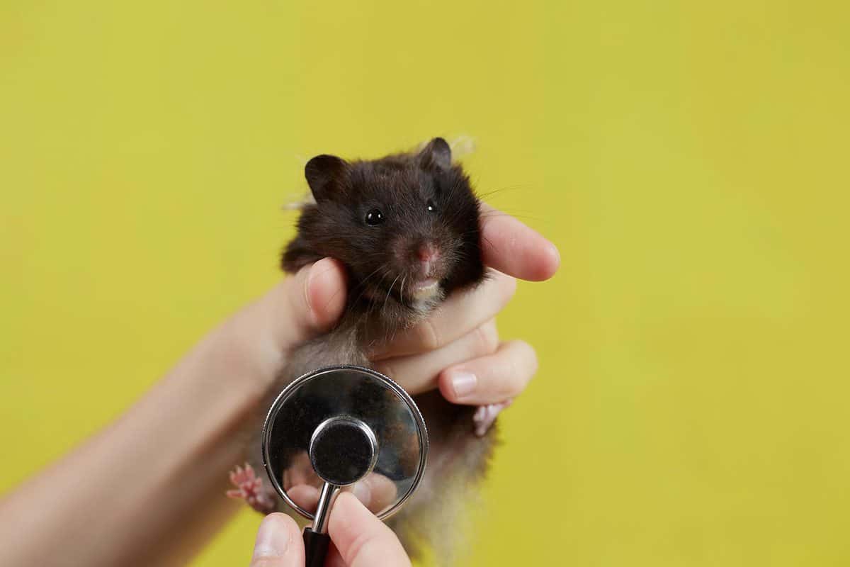 Syrian hamster is listening to a veterinarian with a stethoscope