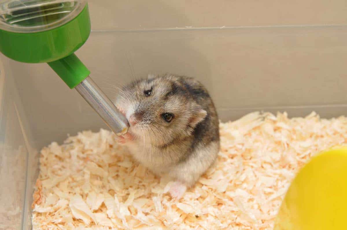 A cute hamster drinking on a water bottle