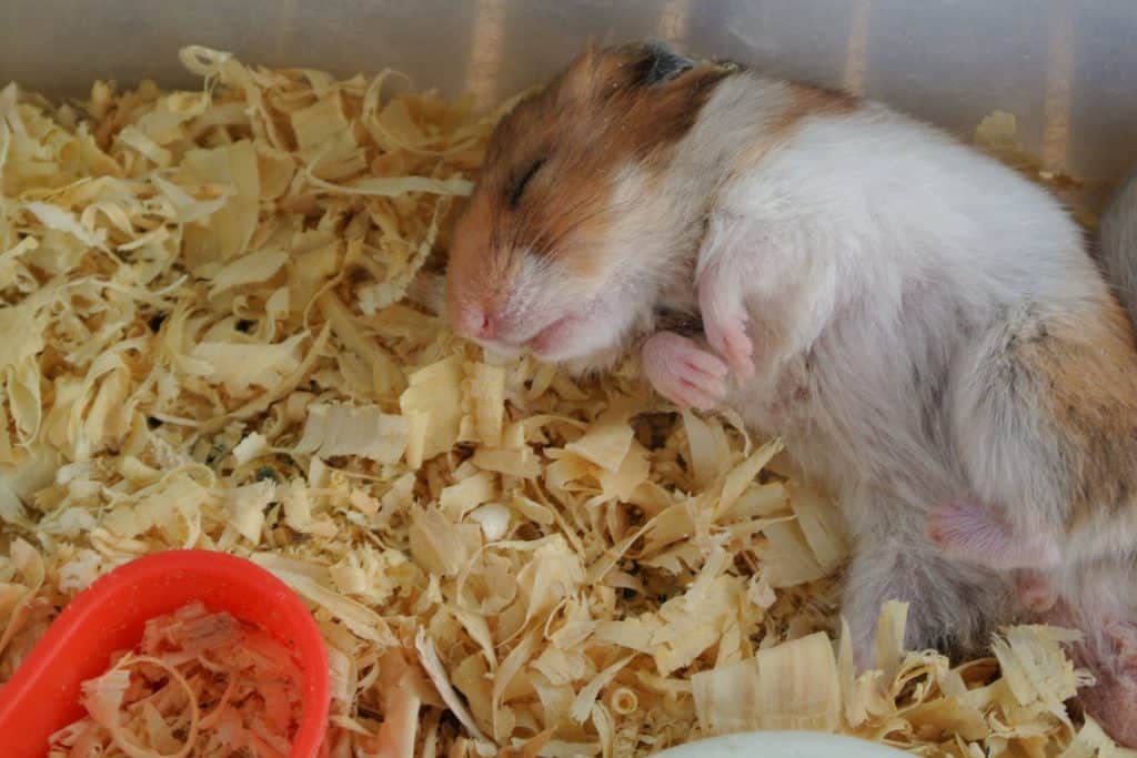 A cute little hamster sleeping on his wood shavings bed