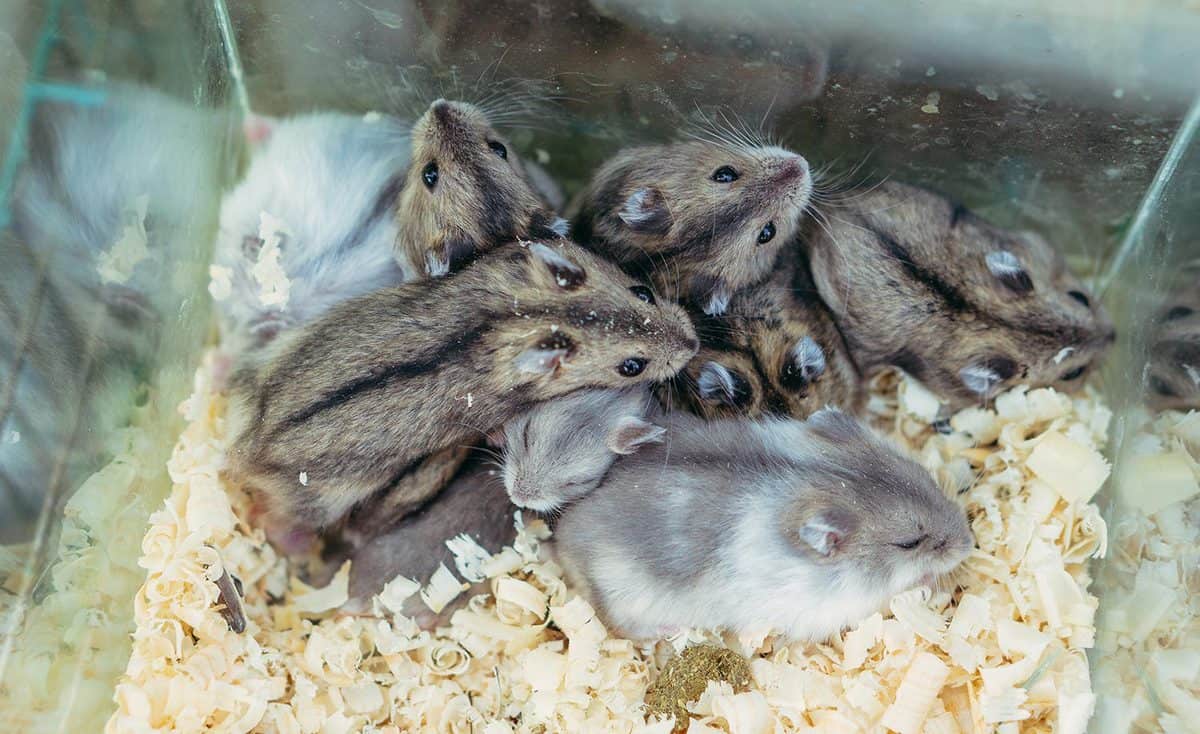 A family of hamsters live in one cage
