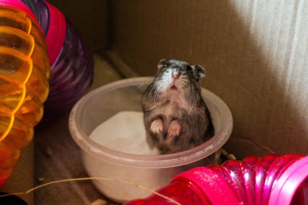 A small hamster sitting inside his small litter box with sand