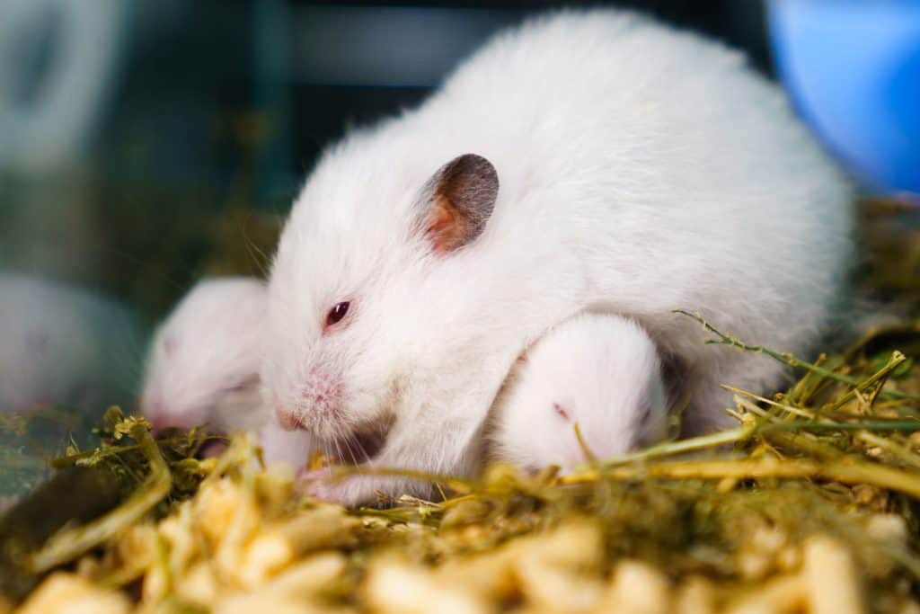 A white Syrian hamster protecting and warming his toddlers