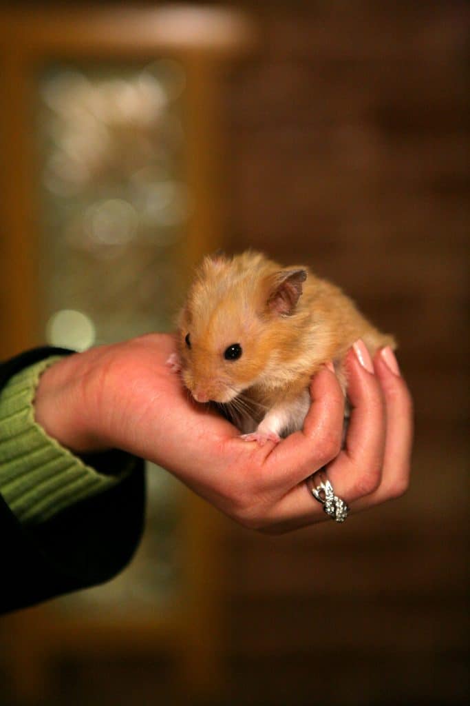 A woman holding a hamster on her hand