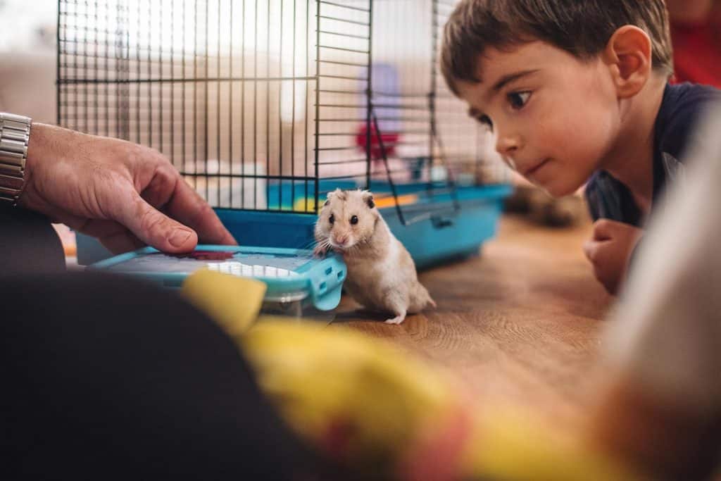 Boy and his father playing with a their new pet hamster