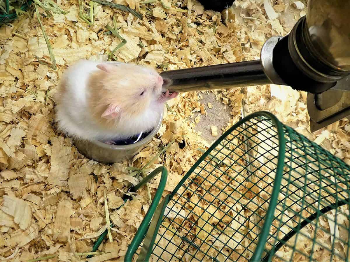 Cute little hamster drinking water from a bottle