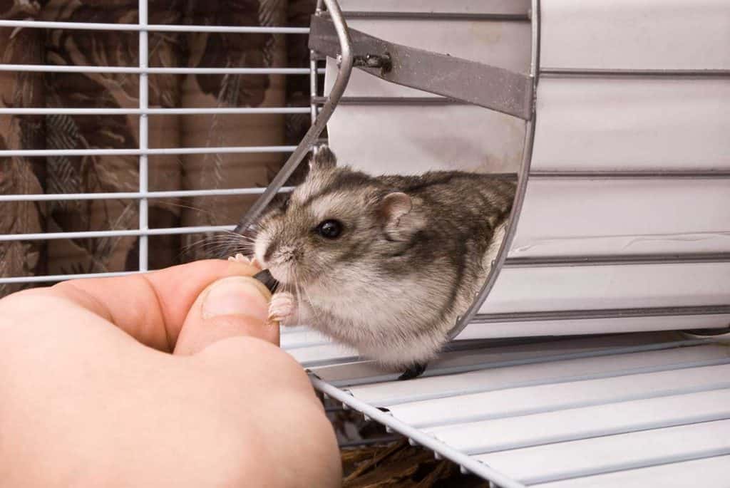 Can Hamsters Get Rabies? (And What You Need to Do About It)