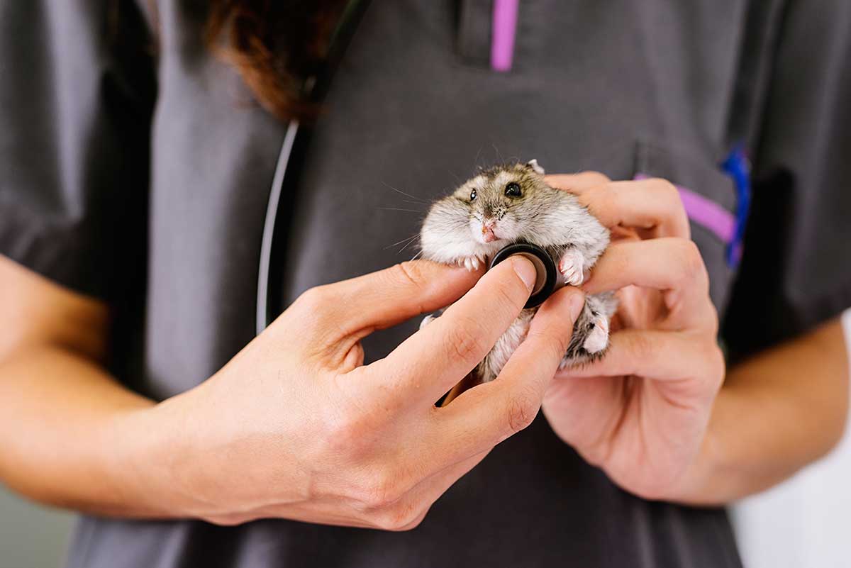 Do Hamsters Need Vet Care? – 