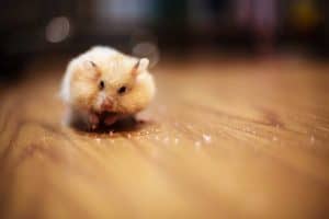 Read more about the article How Do You Find a Hamster Lost in the House?