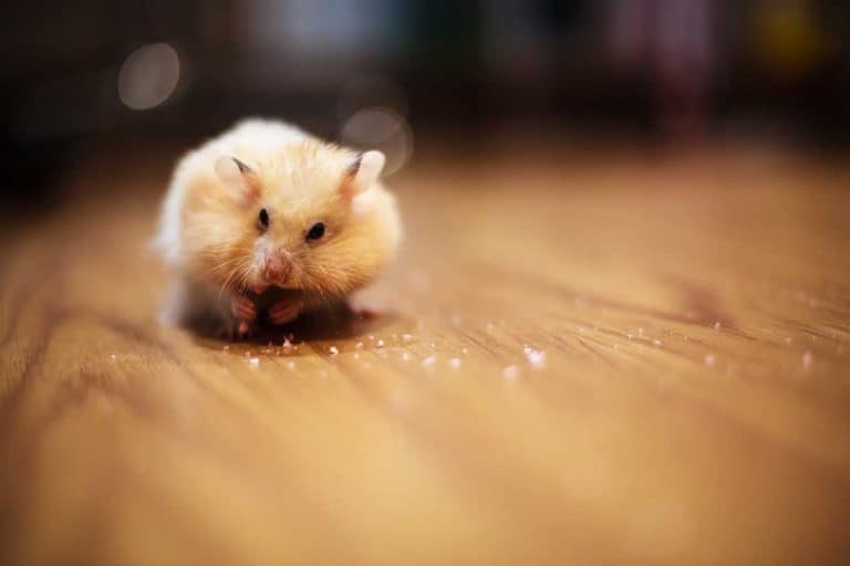 How Do You Find a Hamster Lost in the House?