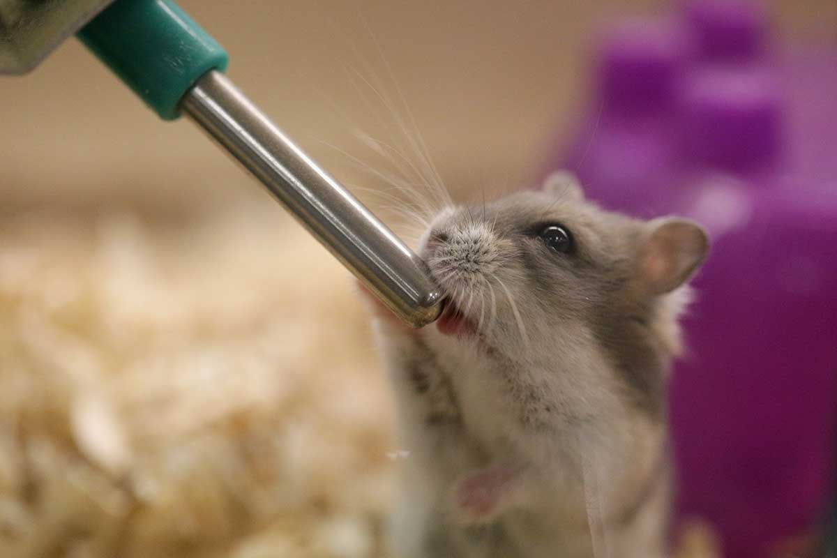 Thirsty hamster drinking water
