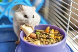 Cute white hamster happily eating on its cage