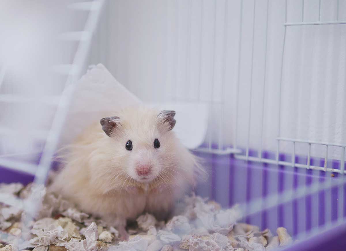 How to Help a Hamster Adjust to their New Home