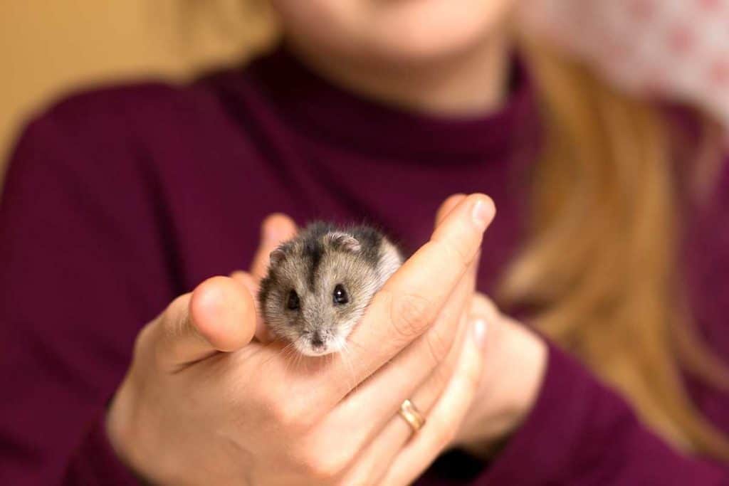 How to Stop My Hamster From Biting Me
