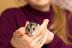 Read more about the article How to Stop My Hamster From Biting Me?