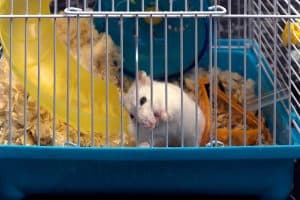 Read more about the article How to Stop My Hamster From Chewing the Bars of the Cage?