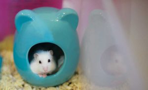 Read more about the article How to Train a Hamster to Use the Litter Box