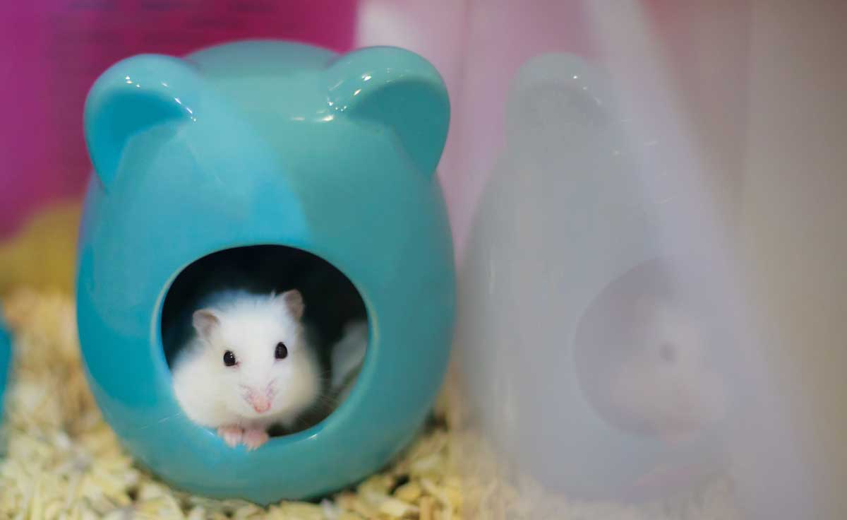 Adorable white hamster inside a litter box