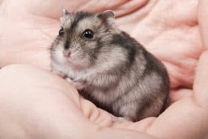 Read more about the article Is My Hamster Bored? (And What to Do About It)