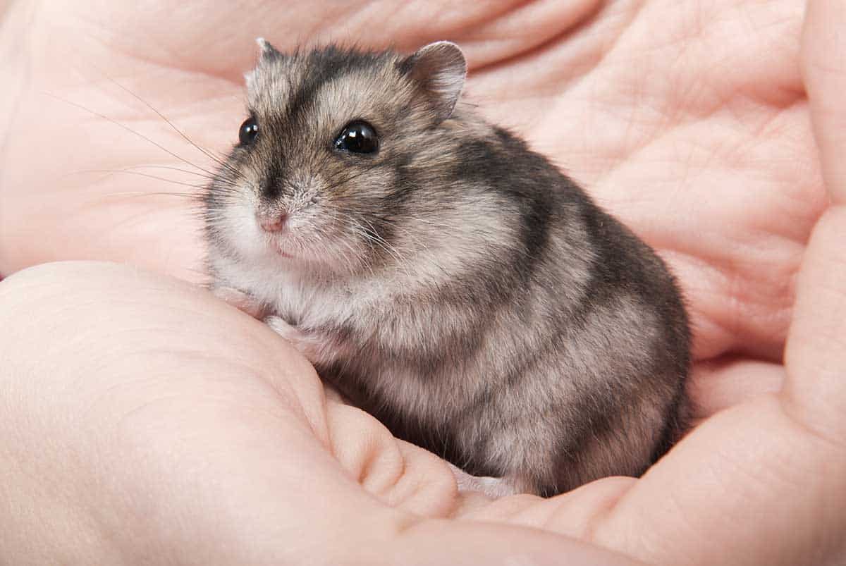 Is My Hamster Bored? (And What to Do About It)