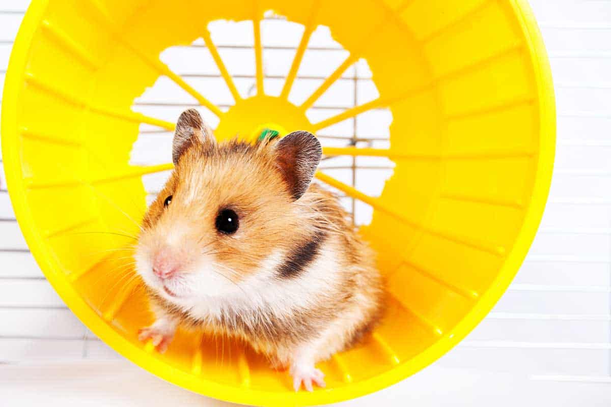The Complete Guide to Hamster Wheels and Spinners