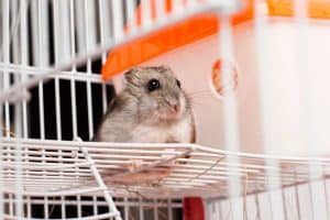 Read more about the article What’s the Ideal Room Temperature for a Hamster