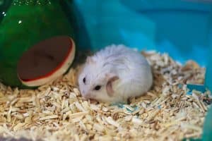 Read more about the article Why Is My Hamster Going Bald?