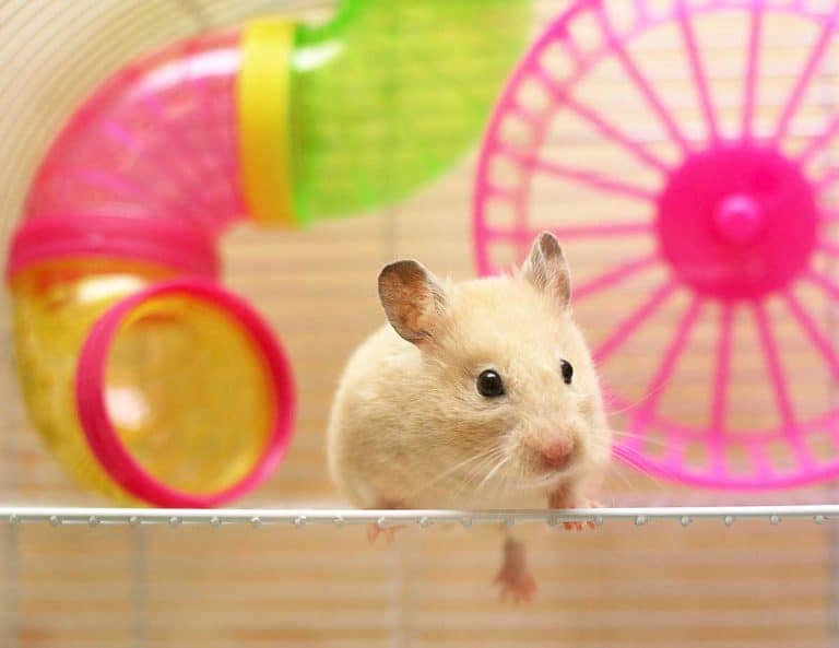 Cute hamster playing around its cage