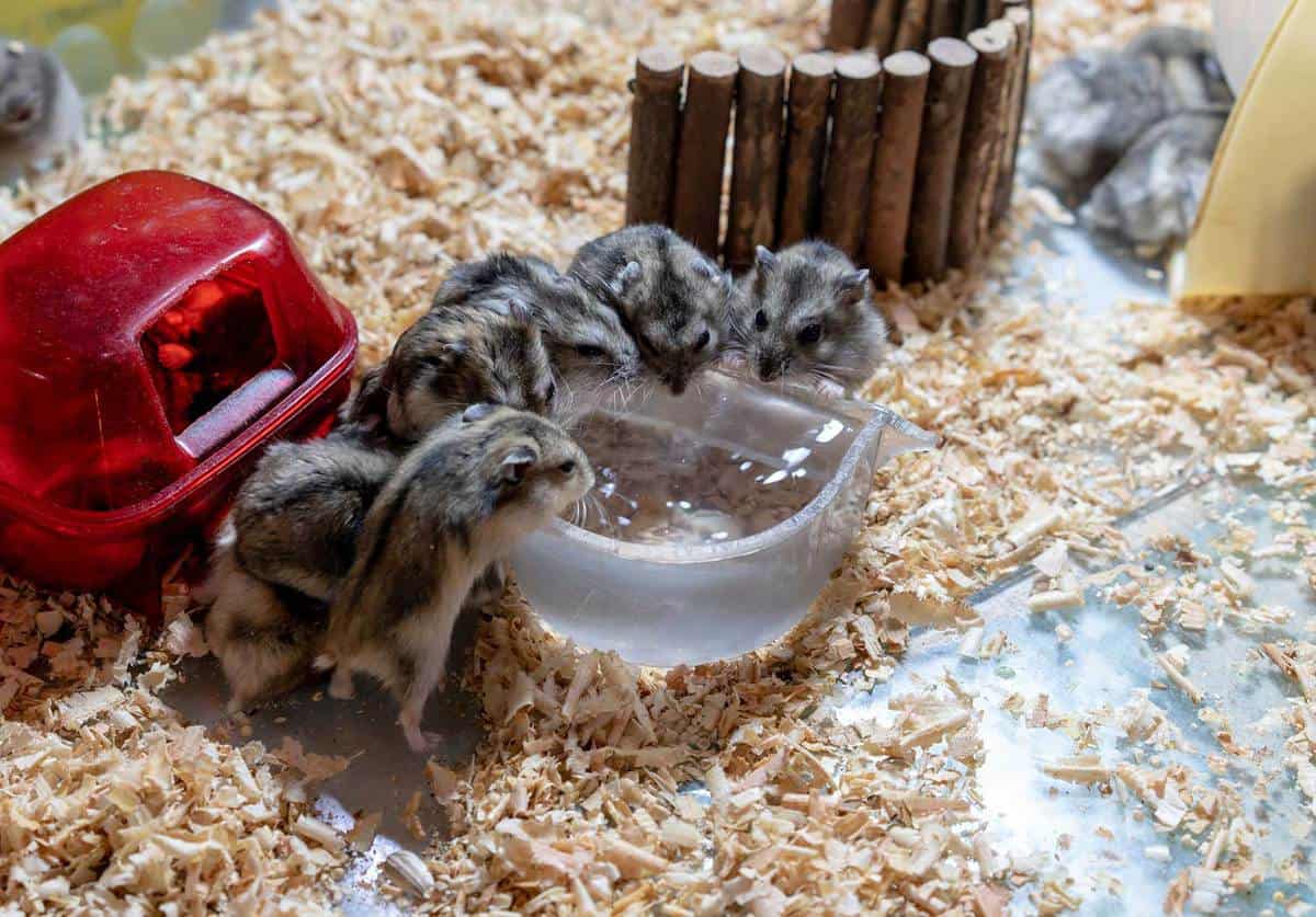 Hamster family drinking water from clear small bowl in their place