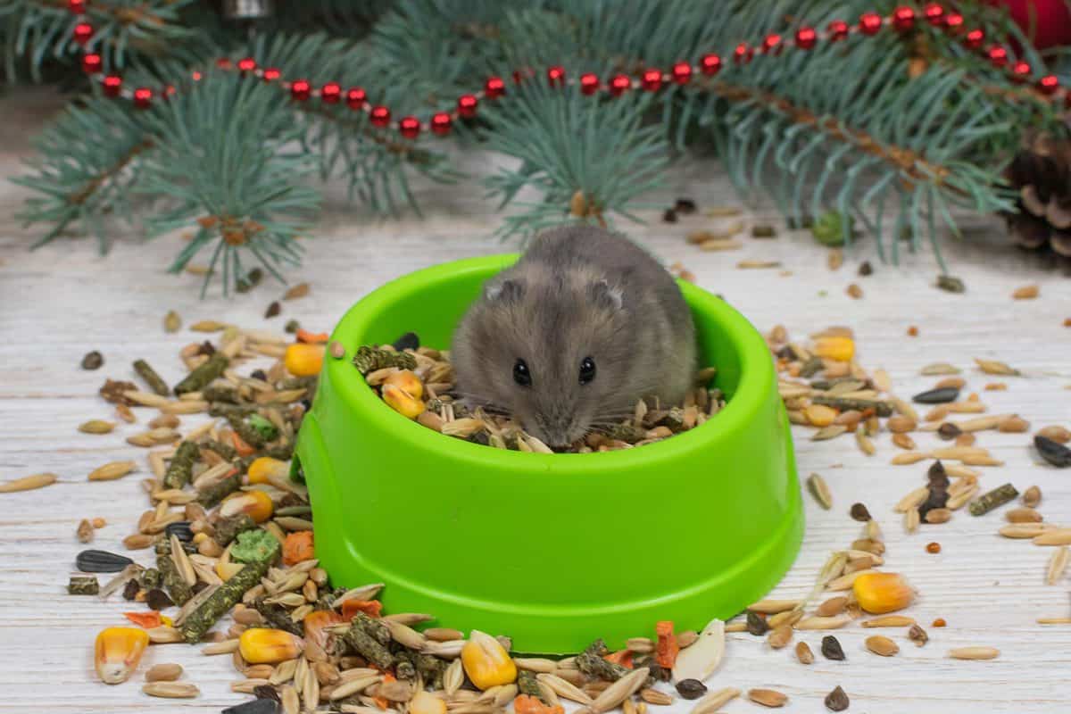 Hamster in a feeder eats food grain
