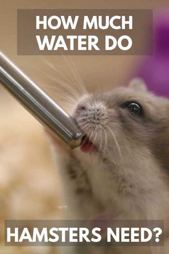 Thirsty hamster drinking water, How Much Water Do Hamsters Need?