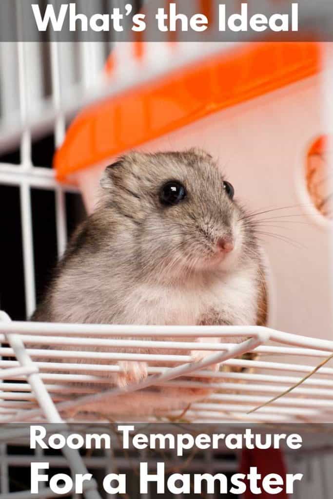 What’s the Ideal Room Temperature for a Hamster