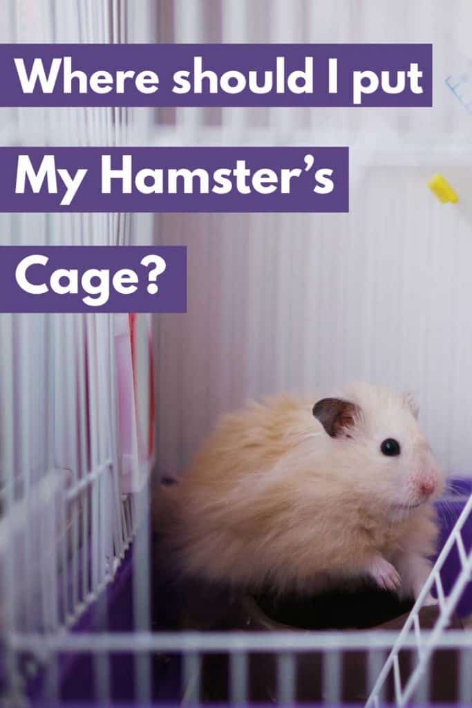 Where Should I Put My Hamster’s Cage