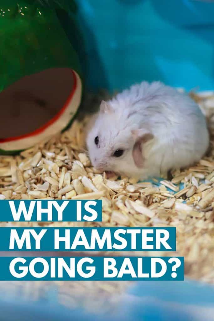 Why Is My Hamster Going Bald
